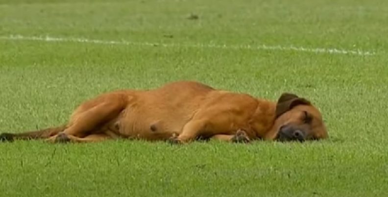 Σκύλος μπούκαρε στο γήπεδο για να κοιμηθεί! (video)